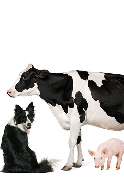 Animal Feeds | Natural Food Supplements | Agricultural Products